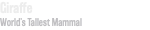 Giraffe World’s Tallest Mammal